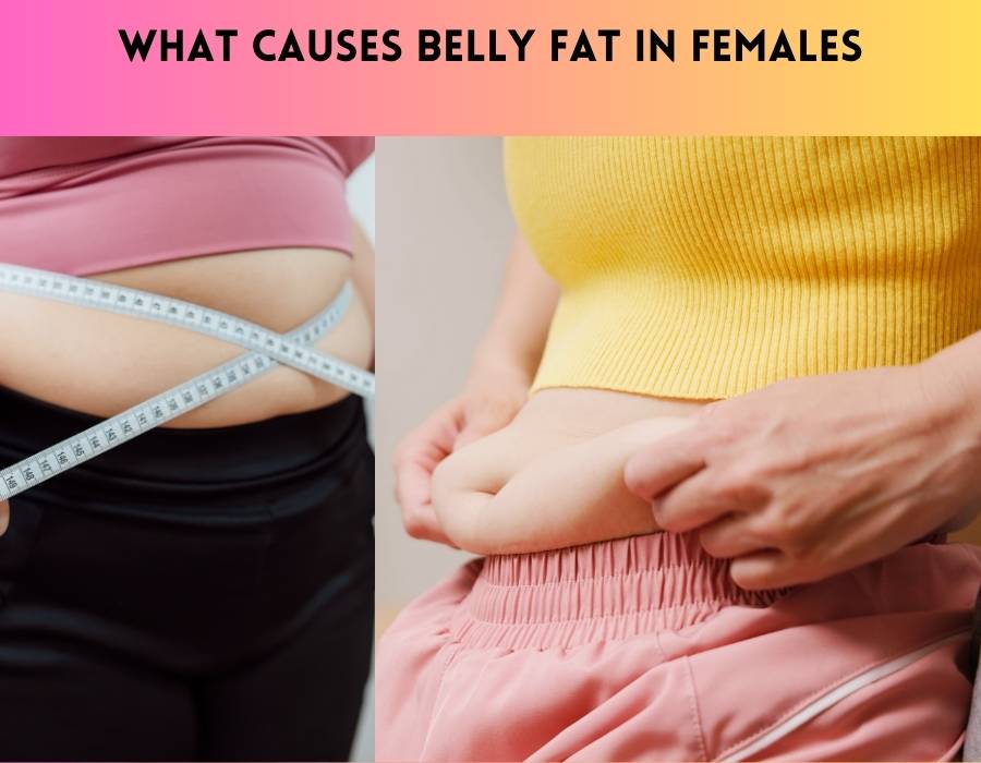 What Causes Belly Fat In Females Unveiling The Factors